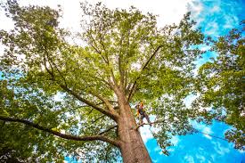 Best Hazardous Tree Removal  in Hudson, CO