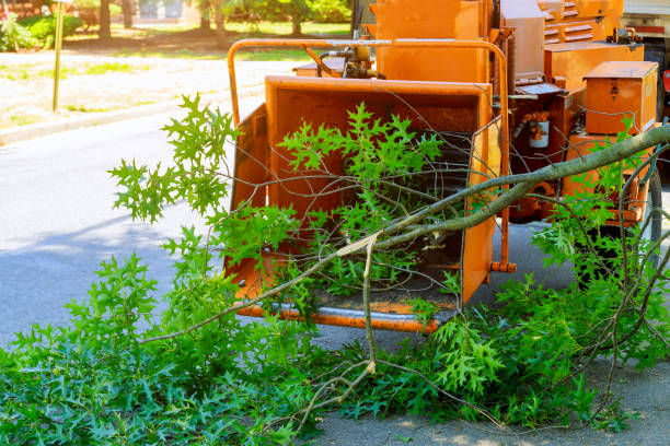 Best Lawn Disease Treatment  in Hudson, CO
