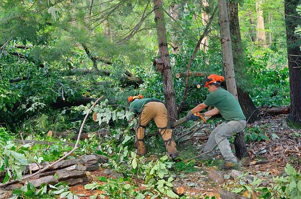 Best Tree Removal  in Hudson, CO