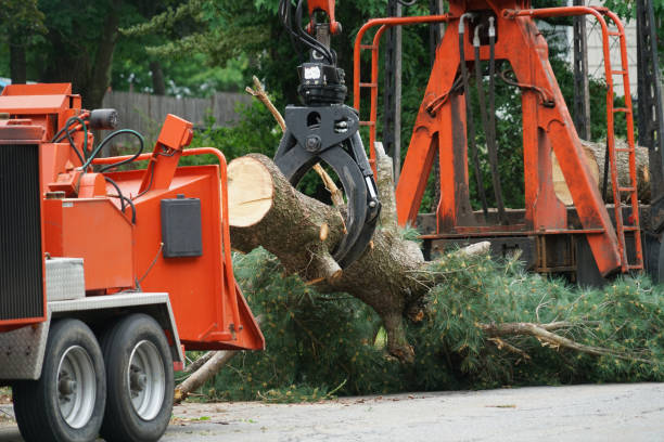 Best Pest Control for Lawns  in Hudson, CO