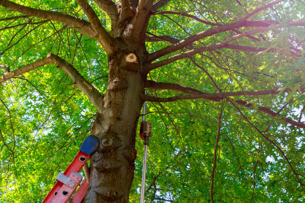 How Our Tree Care Process Works  in  Hudson, CO